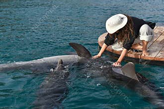 Lady playing with dolphins