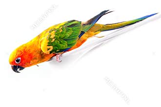 Parrot with colorful feathers