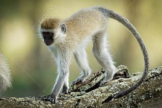 Vervet Monkey - Chlorocebus pygerythrus - monkey of Cercopithecidae native to Africa, similar to malbrouck Chlorocebus cynosuros