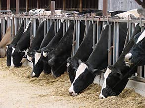 Feeding Time at Dairy Farm
