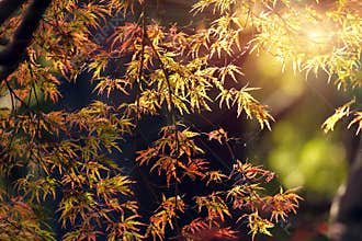 Maple tree fall