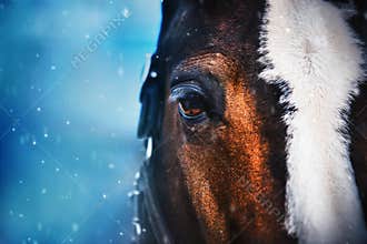 A close-up portrait of a beautiful bay horse with a bridle on its muzzle on a cold snowy winter day. Christmas. Equestrian life in
