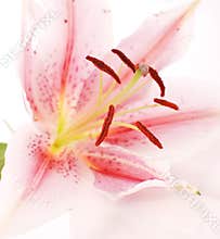 Lily Pollen