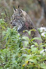North American Lynx sitting at alert in tall grass