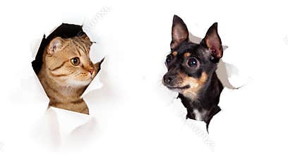 Cat and dog in paper side torn hole isolated