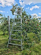 Apple picking ladder in an orchard