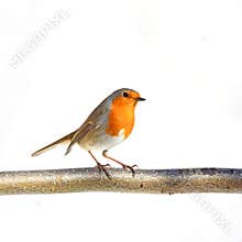 European robin