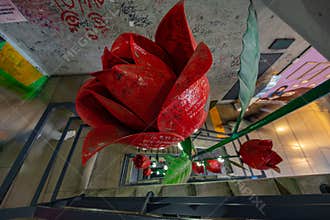 Rose plant goes up to the top of the stairs.