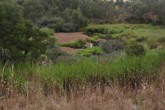 Generic vegetation at Buckleys Falls Regional Park