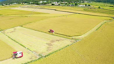 Aerial view of Ripe rice field and Combine harvester at autumn