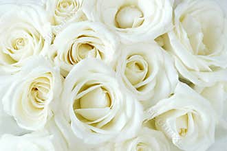 Soft full blown white roses