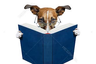 Dog reading a book