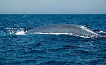 Blue Whale