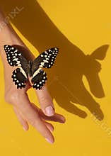 close up view beautiful butterfly hand. High quality photo