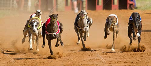 Dogs racing