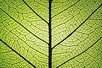 Leaf ribs and veins