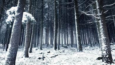 Moving through snow-covered dense forest