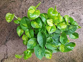 The variegated green leaves of Global Green Pothos, a popular houseplant