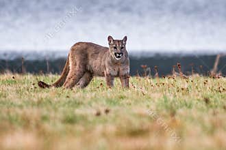 Cougar Puma concolor, also commonly known as the mountain lion, puma,