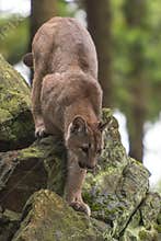 Cougar Puma concolor, also commonly known as the mountain lion, puma,
