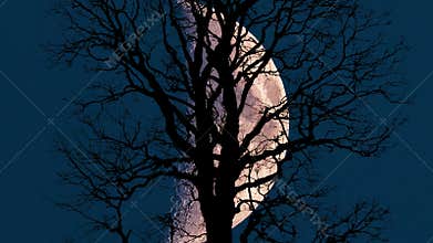 Beautiful moon rising on sky behind single tree