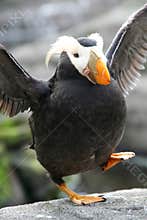 Happy feet - Tufted puffin