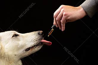 Dog licking a CBD oil dropper