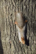 Squirrel holding on to the bark of a tree upside down