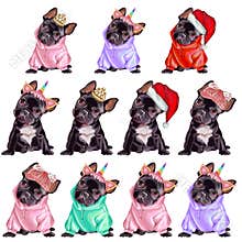Puppy English bulldog isolated on white background. Black dog French Bulldog breed standing.Cute dog. Watercolor.