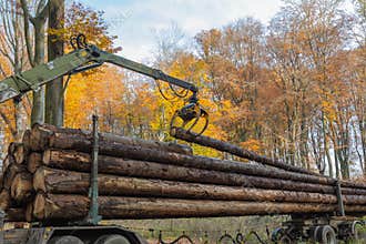 In a forest a truck crane moves logs onto the truck