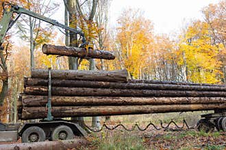 In a forest a truck crane moves logs onto the truck
