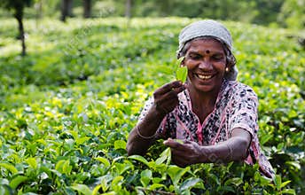 Tea picking in Sri Lanka hill country