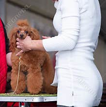 Beautiful young champion dog of breed dwarf poodle isolated coloring during judging at the international dog show