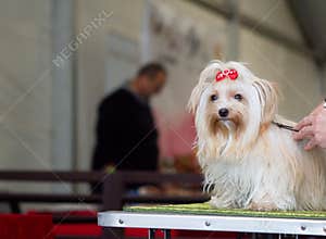 Beautiful young champion dog breed yorkshire terrier isolated coloring while judging at the international dog show