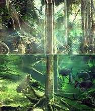 Tropical jungle