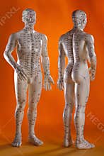 Acupuncture Model - Alternative Medicine - China