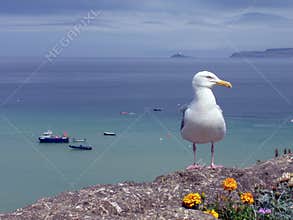 Seagull