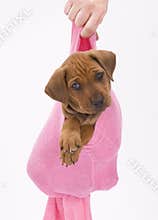 Cute puppy in pink