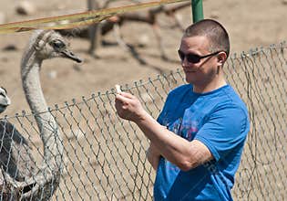 Man feeding ostrich