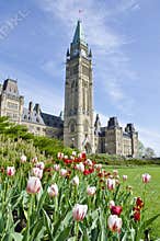 Parliament Building Ottawa and Tulips #3
