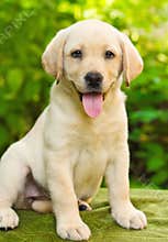 Labrador retriever puppy in the yard