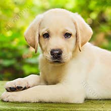 Labrador retriever puppy in the yard