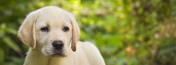 Labrador retriever puppy in the yard banner