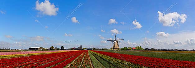 Dutch Windmill at the tulips farm, extra large panorama