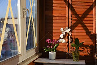 Taped windows crosswise during war to minimise bomb damage and avoid shattering. Potted flowers on a windowsill