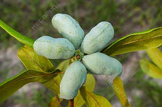 Fruit of the florida pawpaw - asimina obovata - growing on a tree in backyard dry Sandhill scrub habitat. small deciduous tree pro