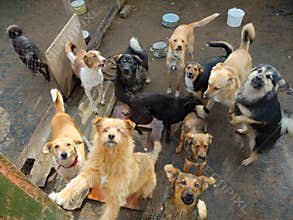 A lot of stray dogs