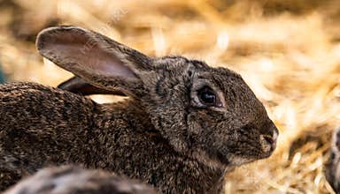 Manchu hare on the nature