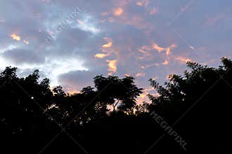 tree line silhoette with orange sunset sky