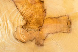 Macro shot of Platanus tree trunk cross-section with a detailed view of annual growth rings and the processes occurring in the
